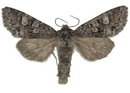 Attēlu rezultāti vaicājumam “Papestra biren”