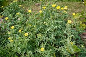 Attēlu rezultāti vaicājumam “Papaver argemone fruit”