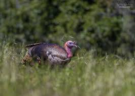 Attēlu rezultāti vaicājumam “Meleagris male”