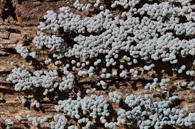 Attēlu rezultāti vaicājumam “Badhamia utricularis spores”