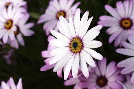 Image result for Dimorphotheca pluvialis