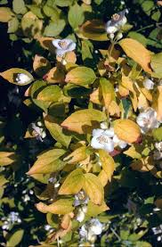 Attēlu rezultāti vaicājumam “Philadelphus coronarius leaf”