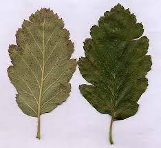 Attēlu rezultāti vaicājumam “Sorbus intermedia leaf”