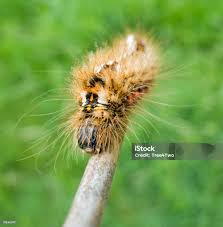 Attēlu rezultāti vaicājumam “Acronicta rumicis”