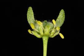 Attēlu rezultāti vaicājumam “Acer pseudoplatanus fo. purpurascens flower”
