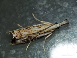 Attēlu rezultāti vaicājumam “Catoptria falsella”