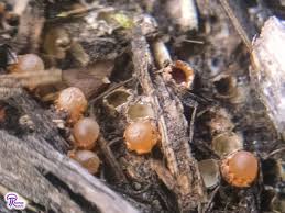 Attēlu rezultāti vaicājumam “Sphaerobolus stellatus”