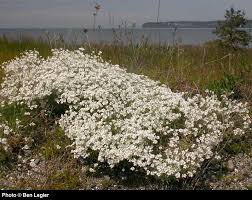 Attēlu rezultāti vaicājumam “Cerastium arvense flower”