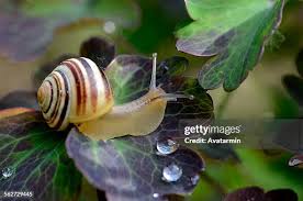 Attēlu rezultāti vaicājumam “Cepaea hortensis”