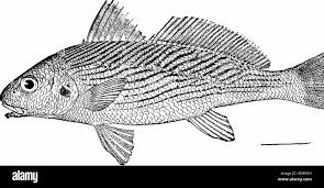 Image result for Menticirrhus littoralis