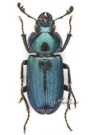 Attēlu rezultāti vaicājumam “Platycerus caraboides”