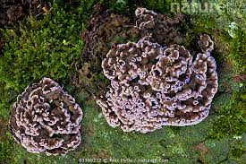 Attēlu rezultāti vaicājumam “Chondrostereum purpureum”