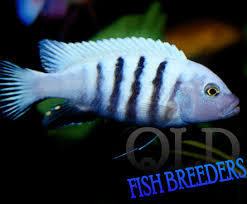 Risultati immagini per cynotilapia pulpican