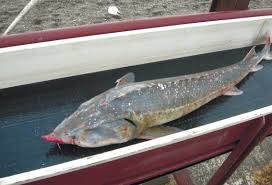 Image result for Acipenser medirostris