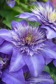 Image result for clematis multi blue