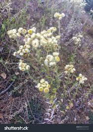 Image result for Helichrysum foetidum