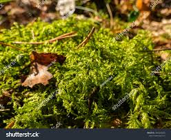 Attēlu rezultāti vaicājumam “Anomodon longifolius”