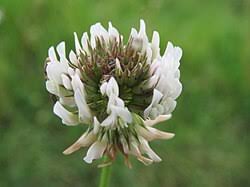 Attēlu rezultāti vaicājumam “Trifolium repens fruit”