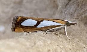 Attēlu rezultāti vaicājumam “Catoptria margaritella”