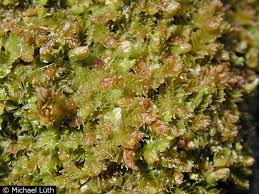 Attēlu rezultāti vaicājumam “Lophozia ascendens”