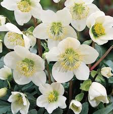 Attēlu rezultāti vaicājumam “Helleborus niger”