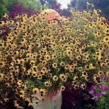 Image result for Rudbeckia