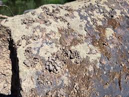 Attēlu rezultāti vaicājumam “Dermatocarpon luridum”