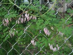 Image result for Adlumia cirrhosa