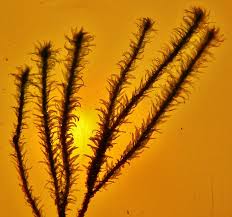 Attēlu rezultāti vaicājumam “Anomodon viticulosus”