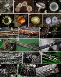 Attēlu rezultāti vaicājumam “Hyaloscypha hyalina”