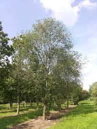 Attēlu rezultāti vaicājumam “Prunus (bird-cherry tree)”