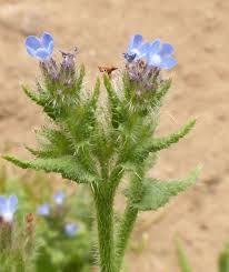 Attēlu rezultāti vaicājumam “Anchusa arvensis flower”