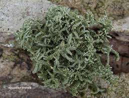 Attēlu rezultāti vaicājumam “Usnea hirta”