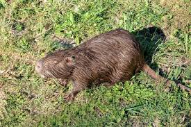 Attēlu rezultāti vaicājumam “Ondatra zibethicus”