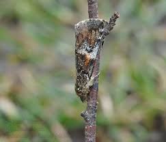 Attēlu rezultāti vaicājumam “Archiearis parthenias”