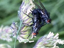 Attēlu rezultāti vaicājumam “Brachycera”