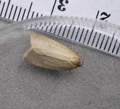 Attēlu rezultāti vaicājumam “Aphelia paleana”