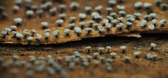 Attēlu rezultāti vaicājumam “Didymium clavus macro”