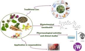 Attēlu rezultāti vaicājumam “Arctium lappa fruit”