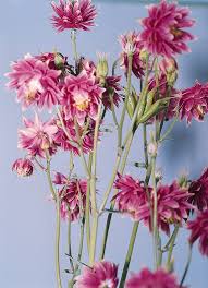 Image result for Aquilegia vulgaris `Nora Barlow`