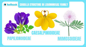 Attēlu rezultāti vaicājumam “Leguminosae”