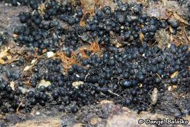 Attēlu rezultāti vaicājumam “Ruzenia spermoides”