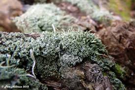 Attēlu rezultāti vaicājumam “Cladonia coniocraea”