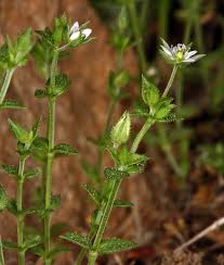 Attēlu rezultāti vaicājumam “Arenaria serpyllifolia”