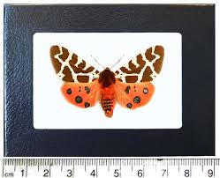 Attēlu rezultāti vaicājumam “Arctia caja”