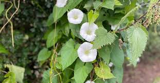 Attēlu rezultāti vaicājumam “Calystegia sepium fruit”