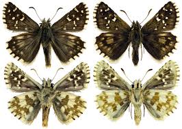 Attēlu rezultāti vaicājumam “Pyrgus alveus”