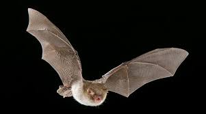 Attēlu rezultāti vaicājumam “Myotis nattereri”