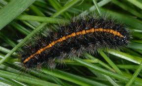 Attēlu rezultāti vaicājumam “Spiris striata”