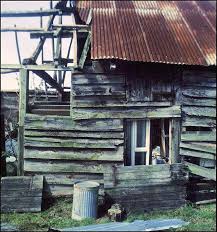 Attēlu rezultāti vaicājumam “Chaenotheca phaeocephala”